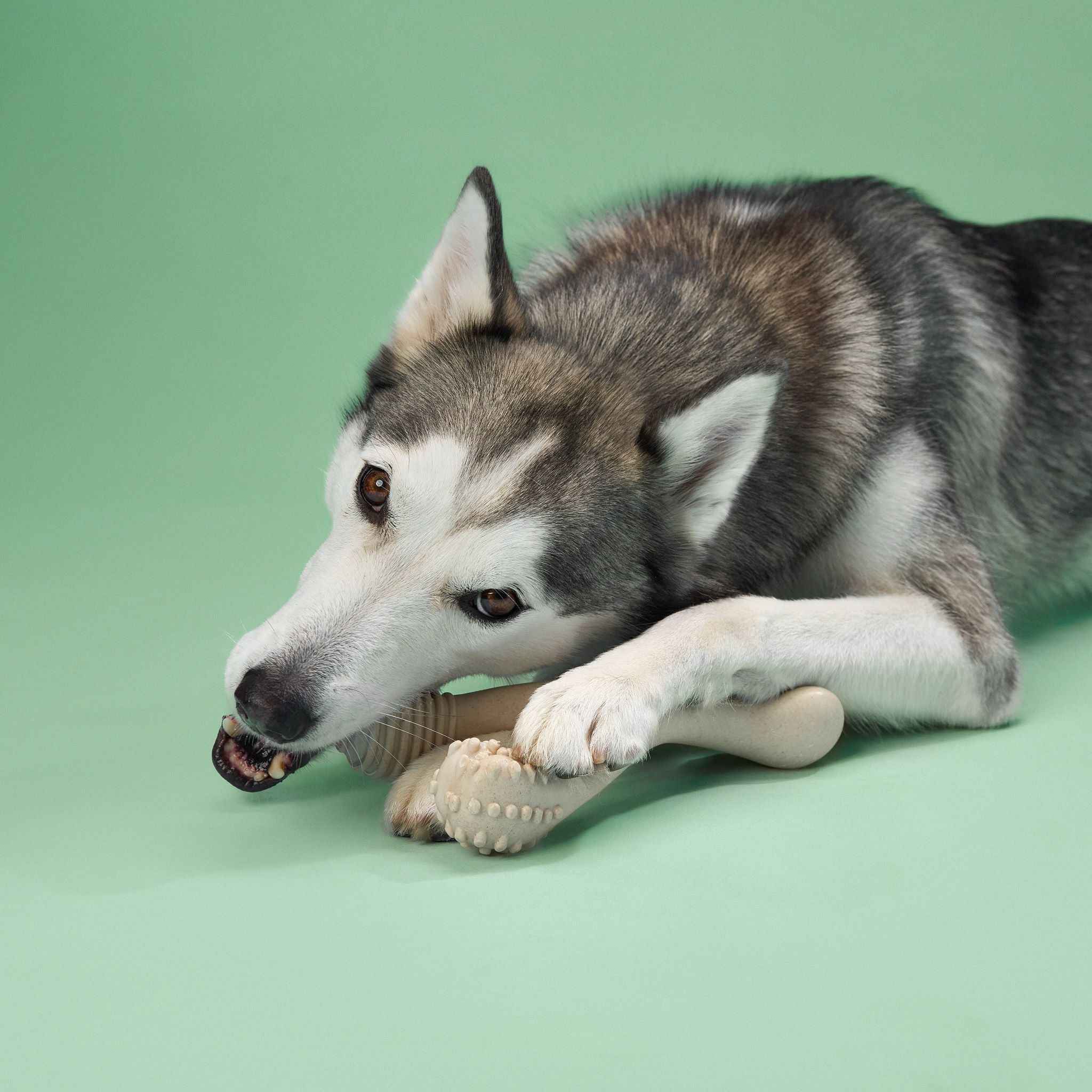 BetterBone MEDIUM Durability CHEW TOY: Perfect Chew for Everyday Chewers | Natural Ingredients, Eco-Friendly, Non-Toxic