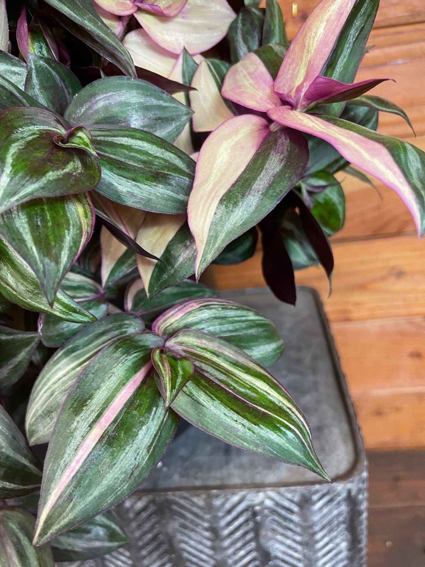 Tradescantia Tricolor, 6" Plant
