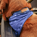 Malibu Sunset Sustainable Hemp Cotton Adjustable Dog Collar– Durable & Soft