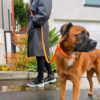 PVC Dog Collar - All Weather Waterproof Durable & Odor-Resistant