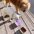 Compact Foldable Pet Food & Water Bowl – Ideal for Travel