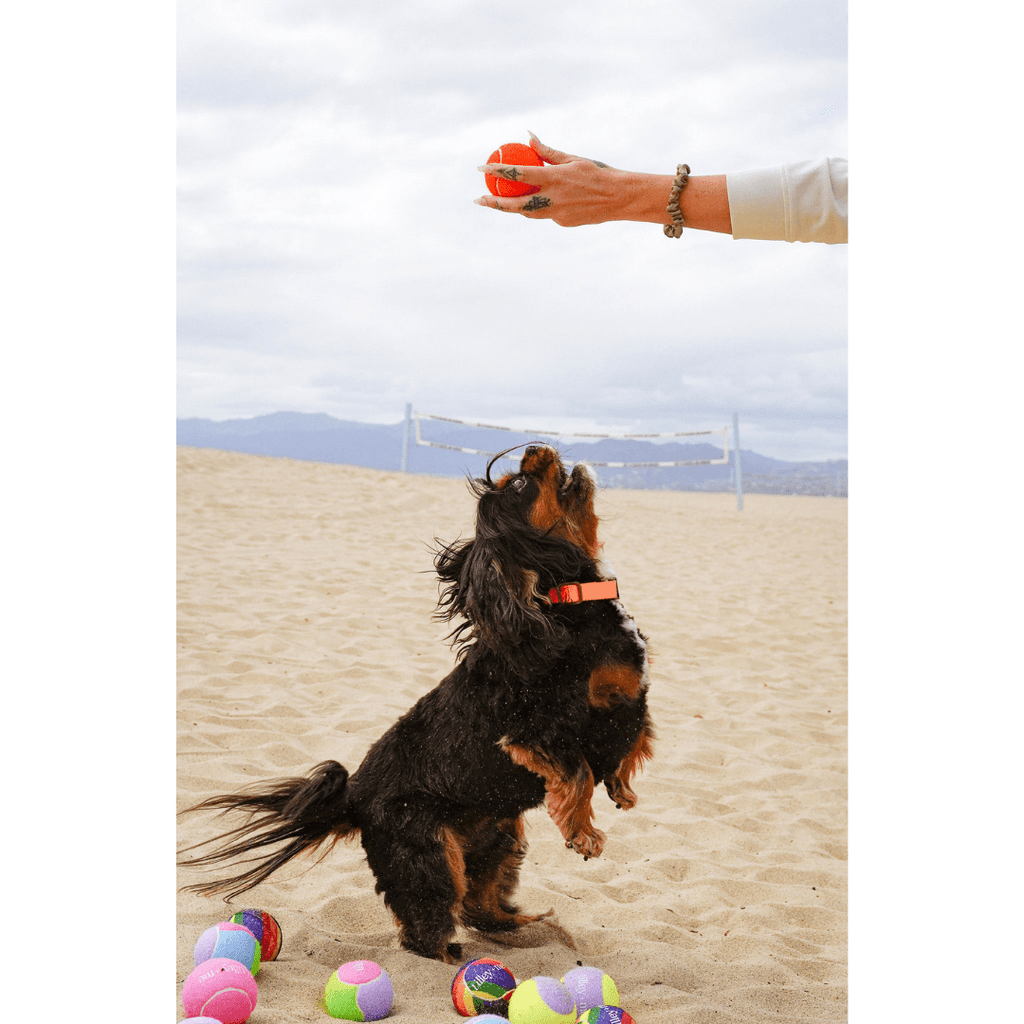 Balle de tennis pour chiens