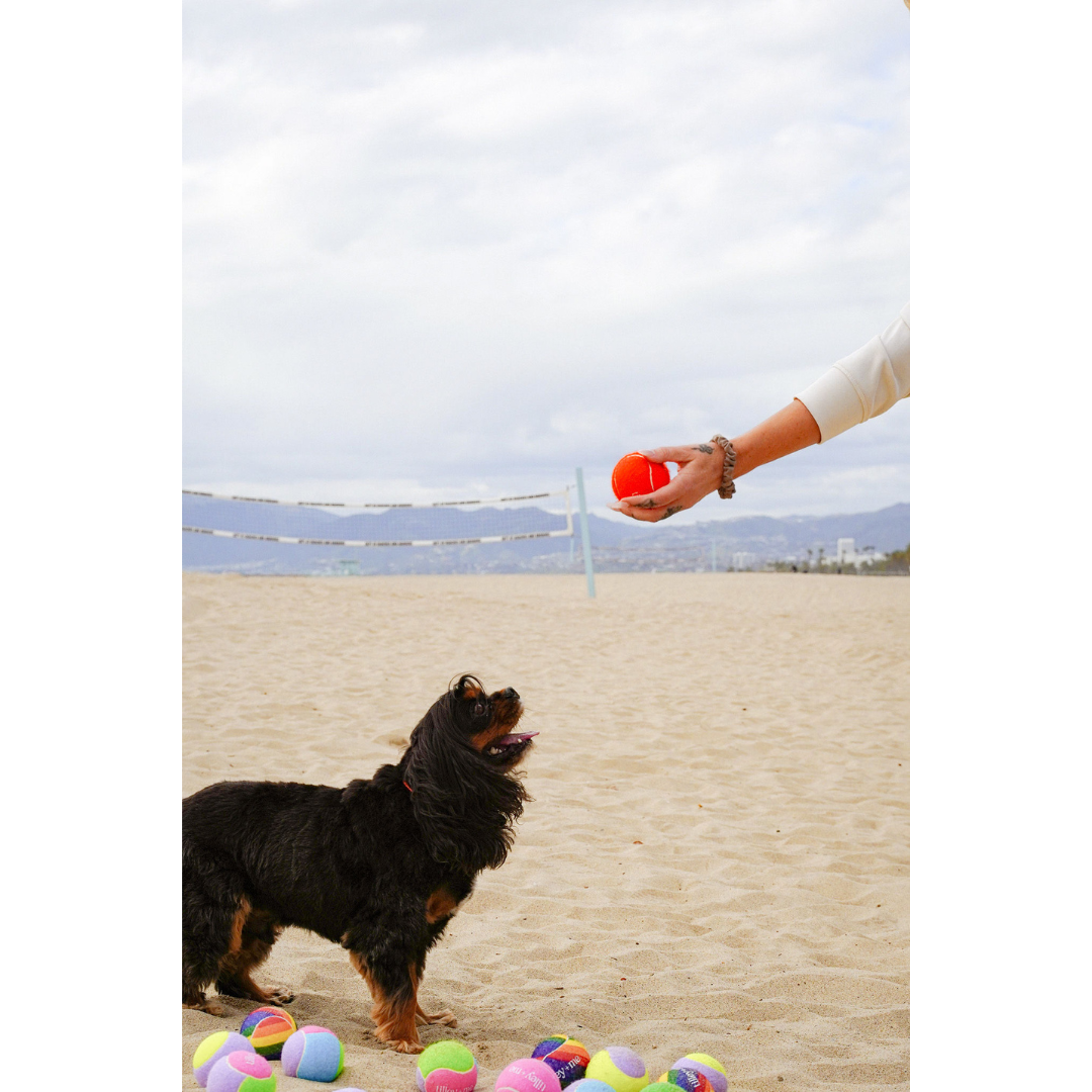 Balle de tennis pour chiens