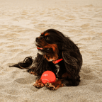 Balle de tennis pour chiens