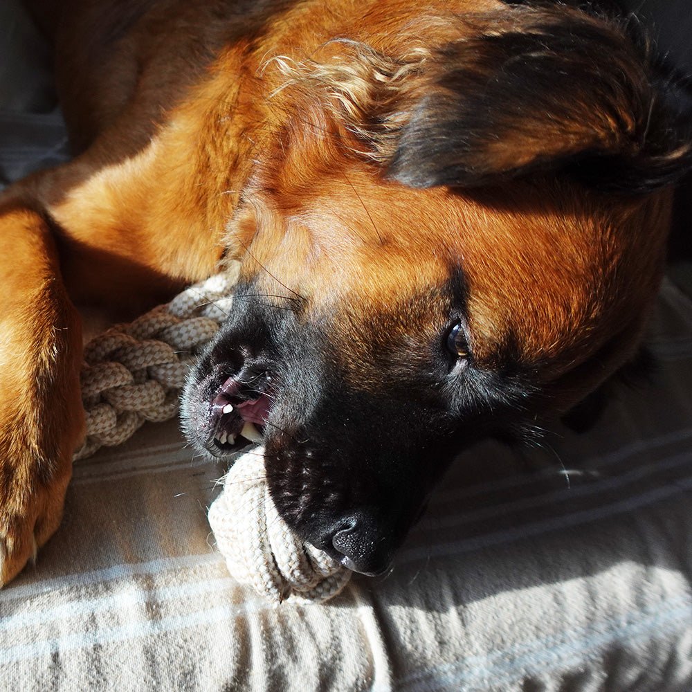 Jouet indestructible en corde de chanvre - Jouet pour animaux de compagnie durable et non toxique