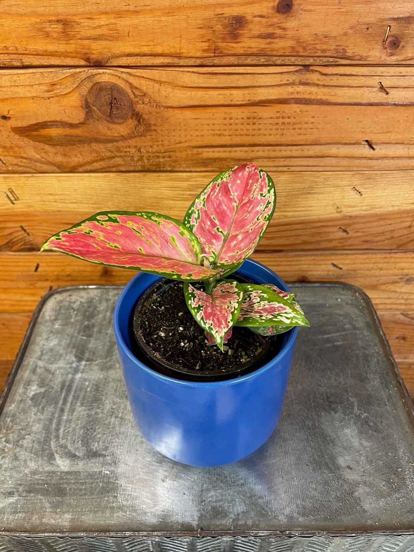 Aglaonema Diamond Red, 4” Plant
