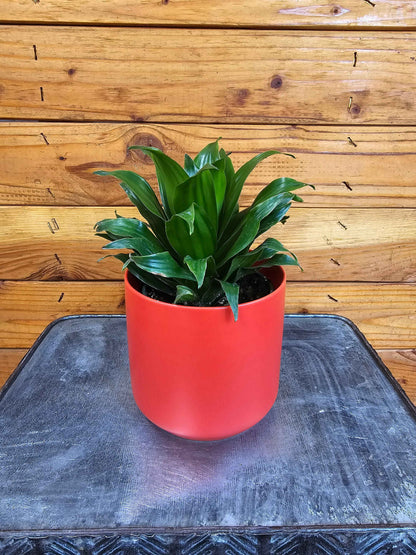 Dracaena Janet Craig Compacta, 4" Plant