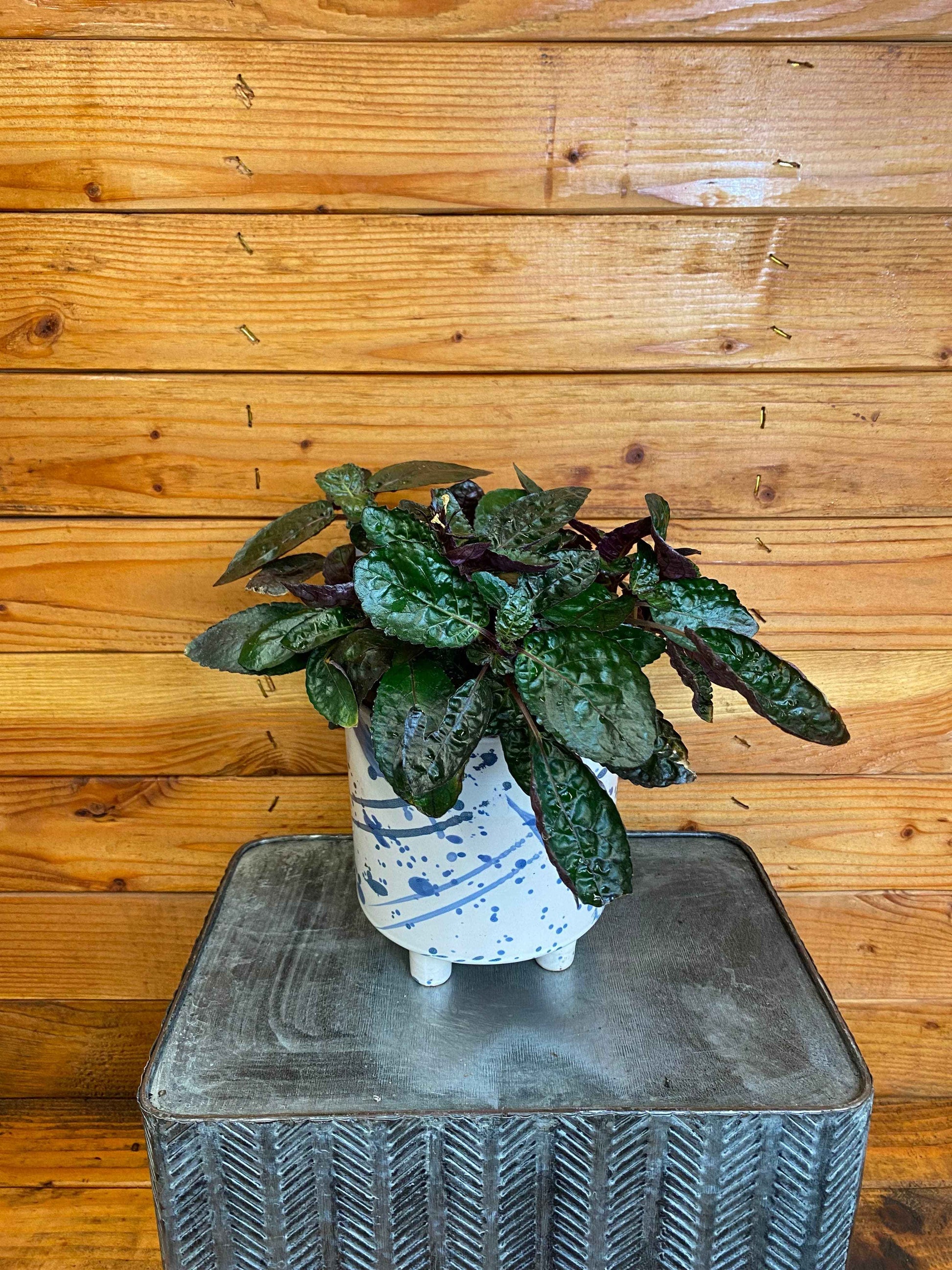 Hemigraphis alternata Purple Waffle, 6" Plant