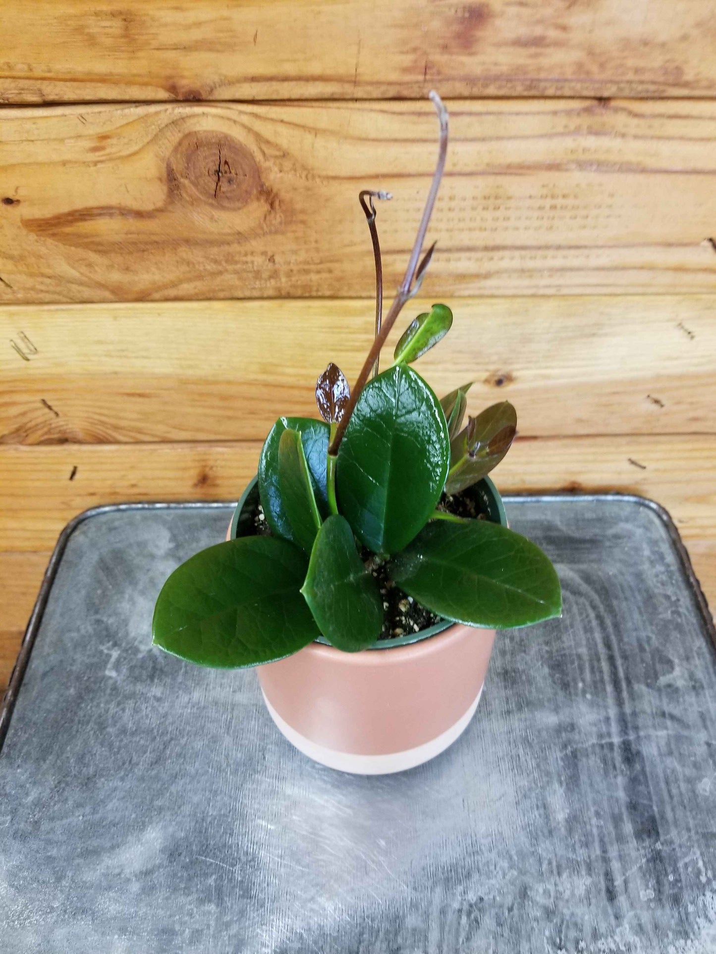 Hoya Australis, 4" Plant