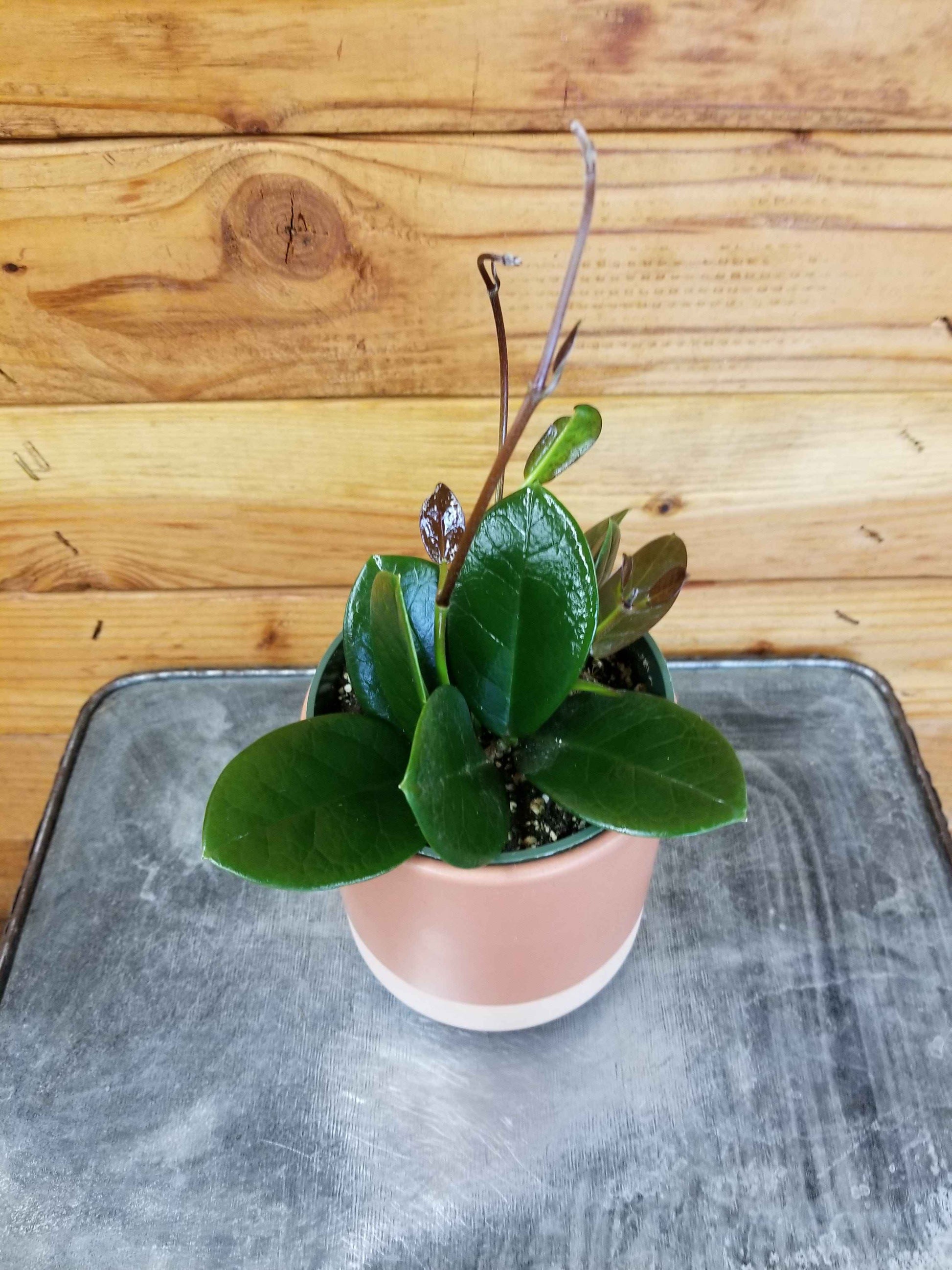 Hoya Australis, 4" Plant