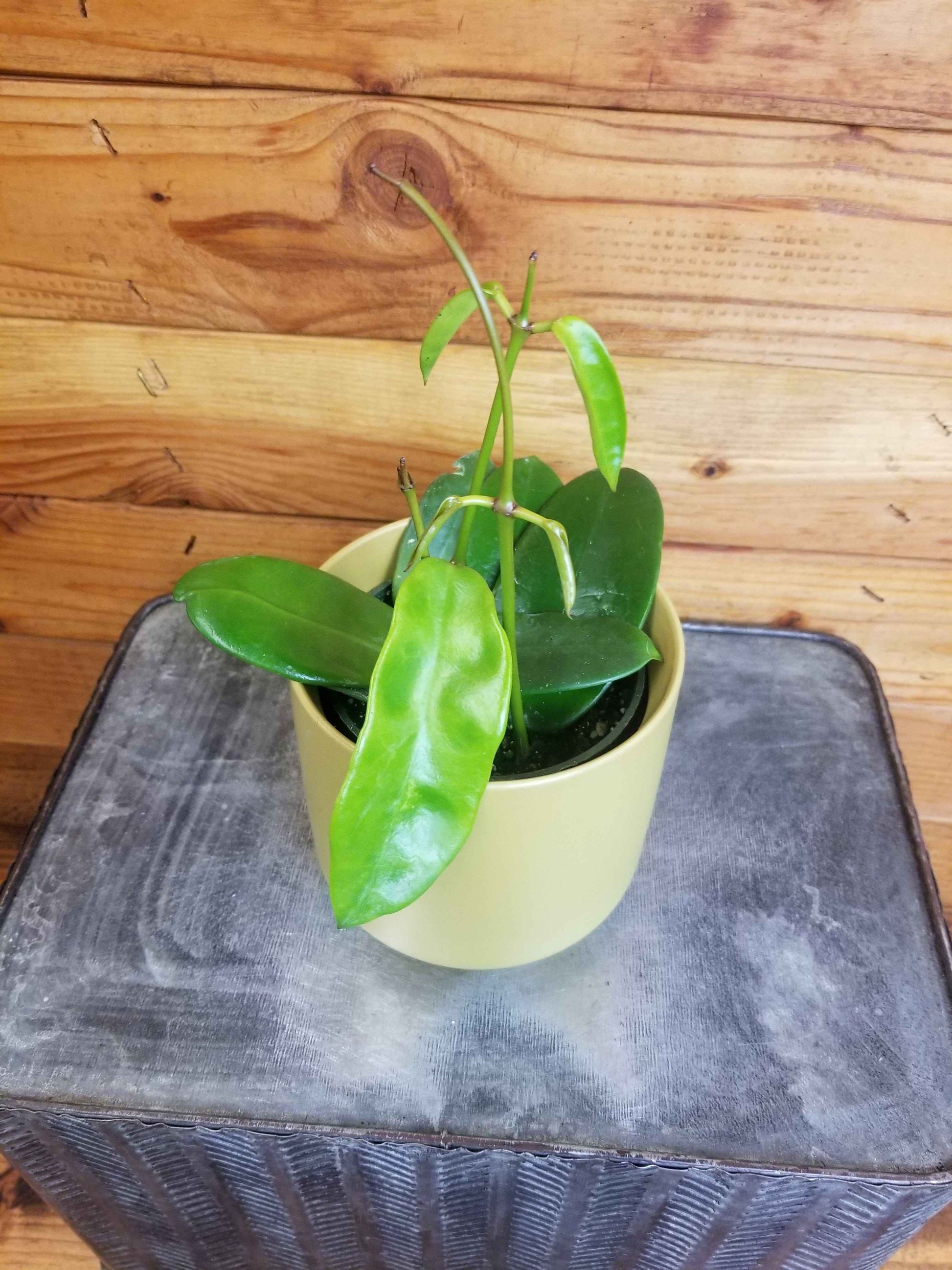 Hoya Treubiana, 4" Plant