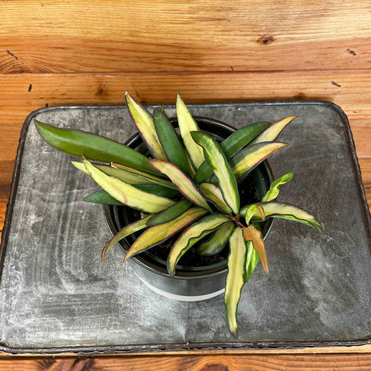 Hoya Wayetii Variegated, 4" Plant