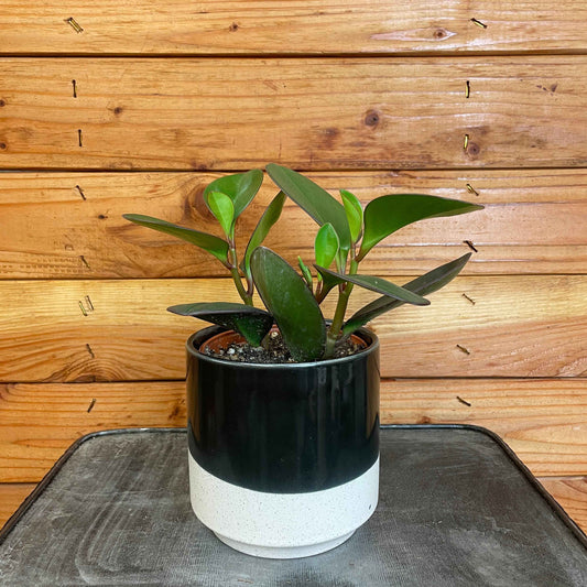 Peperomia Obtusifolia Red Margins, 4" Plant