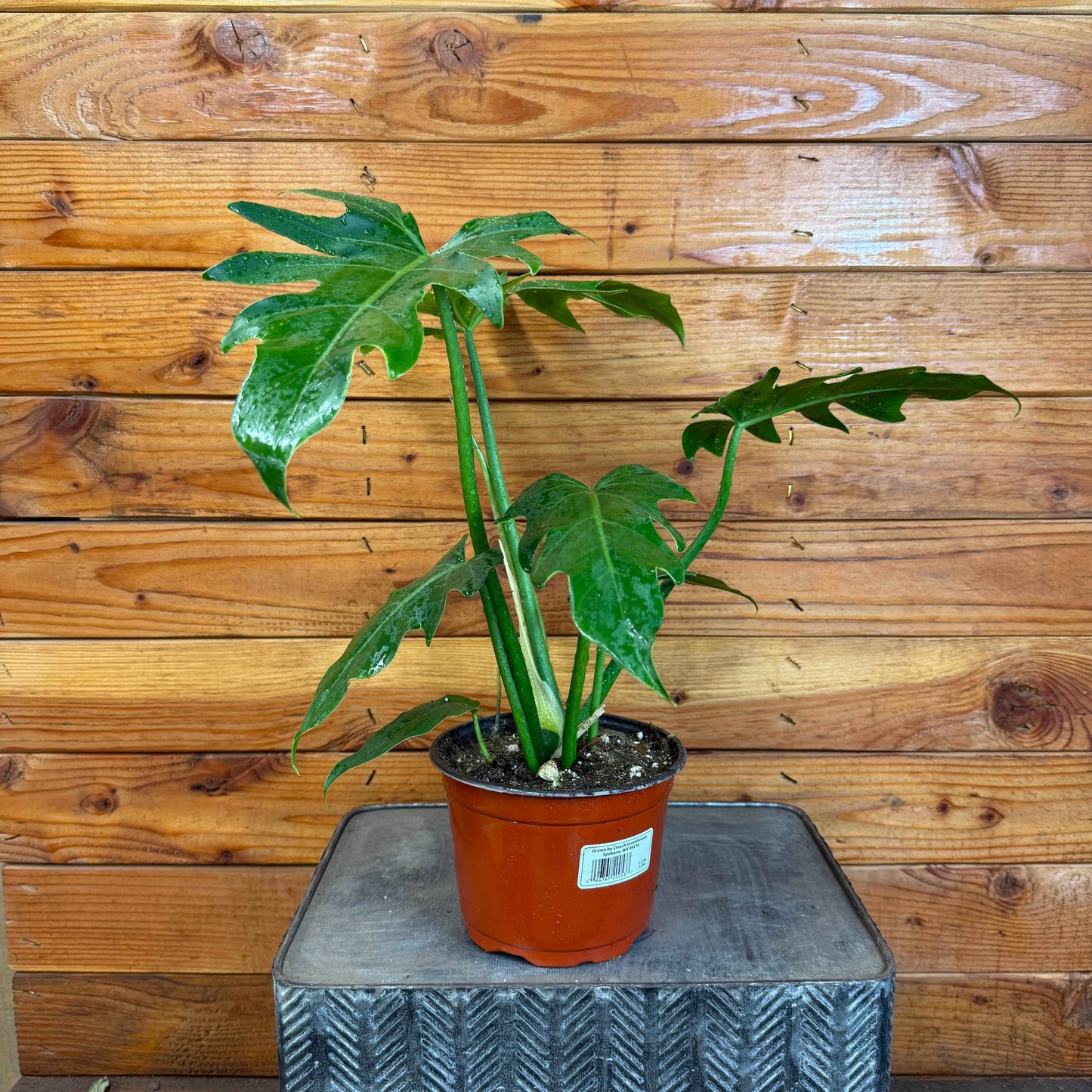 Philodendron Mayoi, 6" Plant