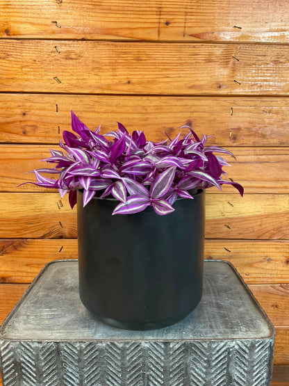 Tradescantia Pink Paradise, 6” Plant