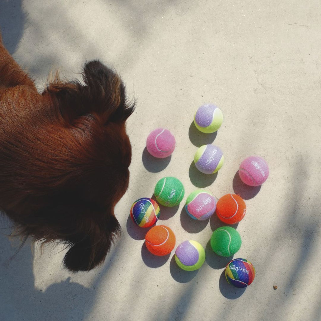 Balle de tennis pour chiens