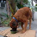 Collapsible Pet Bowl with Clip – Compact, Reusable and Easy to Clean