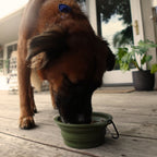 Collapsible Pet Bowl with Clip – Compact, Reusable and Easy to Clean